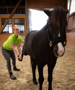 Osteopathie: Mobilisation des Beckens und der Hintergliedmaße