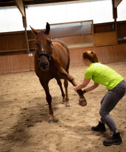 Osteopathie: Technik der Schulter und Vordergliedmaße