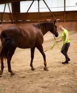 Bodenarbeit - Personal Coaching im Umgang mit Pferden